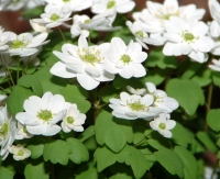 Semi double pure white flowers over soft hreen foliage